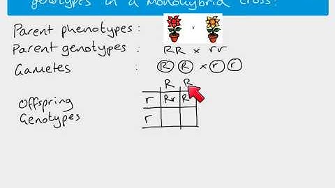 A2 Biology - monohybrid inheritance