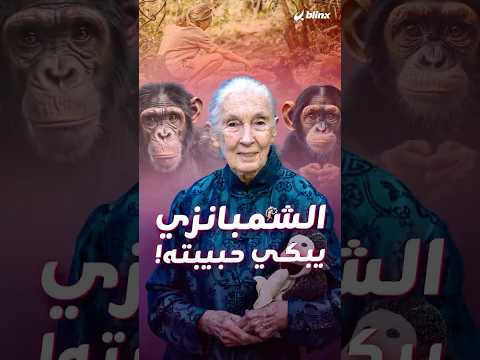 رحيل صديقة الشمبانزي جين غودال التي كرست حياتها للدفاع عن البيئة والغابات ترحل عن 90 عاما