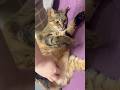 Scratching her belly #cat #고양이 #cute #catvideos
