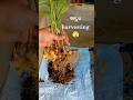 harvesting అల్లం 🫚 guys first time 🫣 #garden #viral short #homegardening #gardening