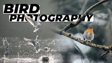 Getting Started with Bird Photography | Tutorial Tuesday
