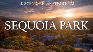 Sequoia National Park 4K - Scenic Relaxation Film with Calming Music