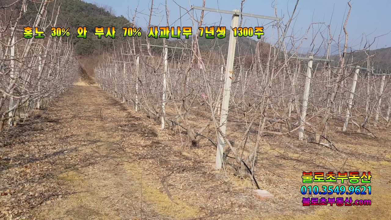 [경북 영주] 경상북도 영주시 부석면 과수원 매매설명영상