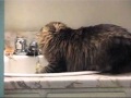 Maine Coon washing up for dinner