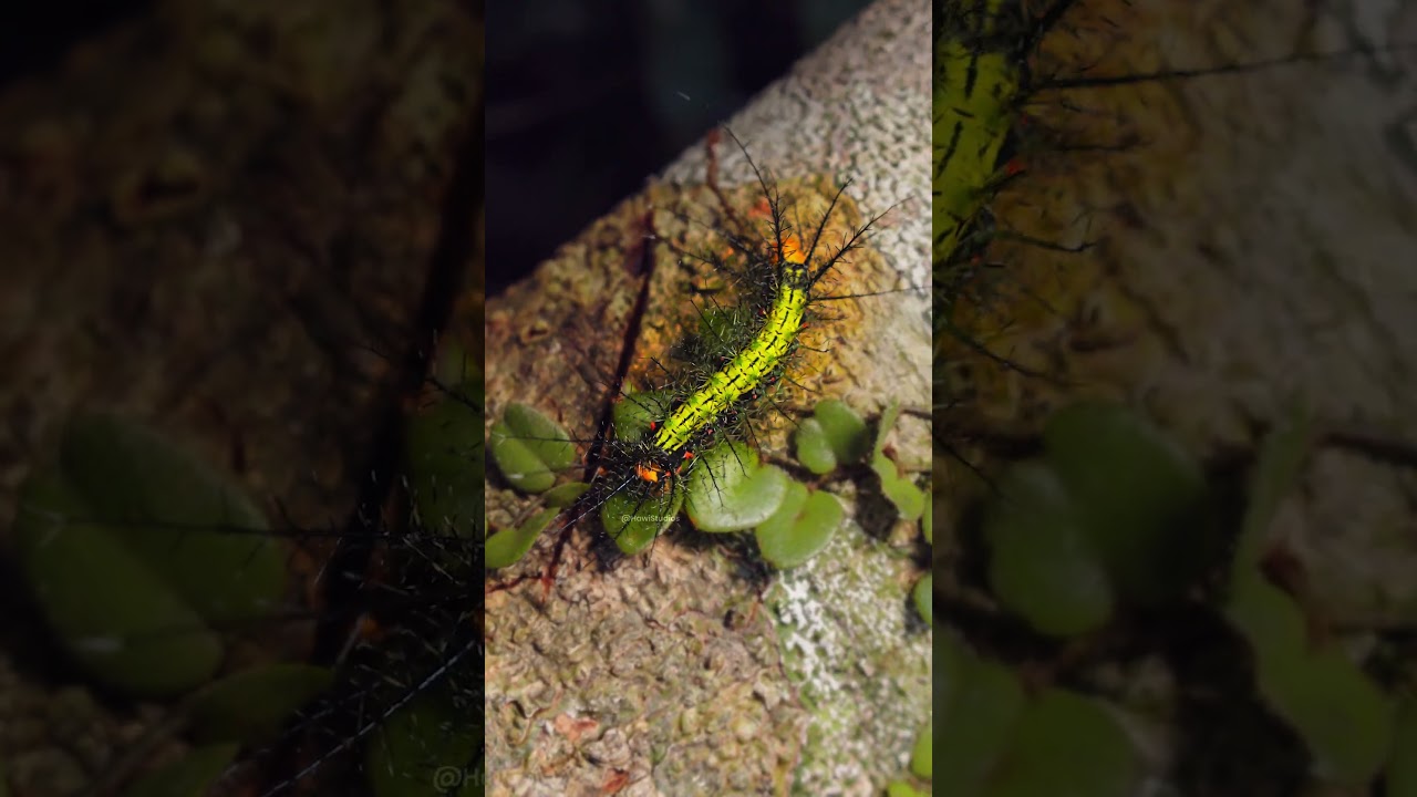 Moth caterpillar bright green with bold spines 