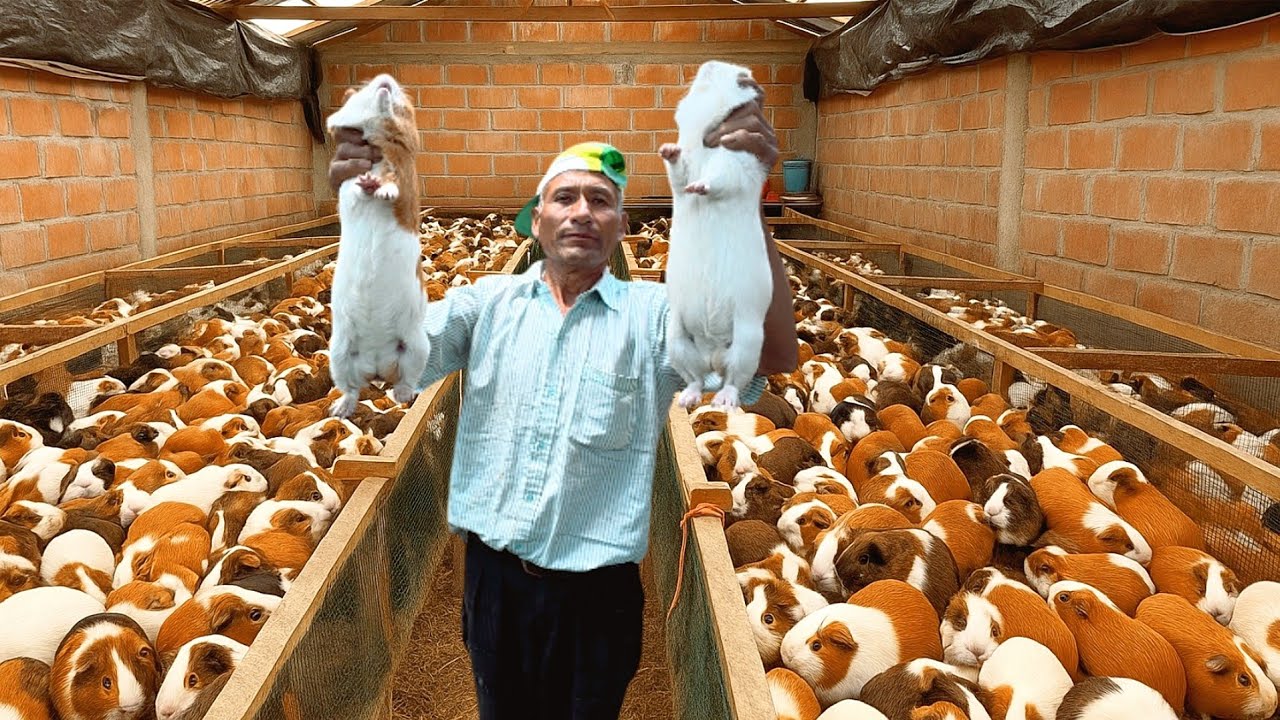 CRIANZA de CUYES a más de 3000 msnm CAMPESINO nos muestra su GRANJA