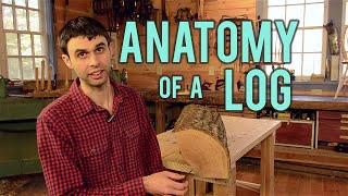 Anatomy of a Log by Wood and Shop 10,399 views 10 months ago 6 minutes, 56 seconds