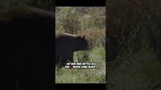 Why Do Bears Hibernate? 🐻 | Cozy Winter Facts for Kids