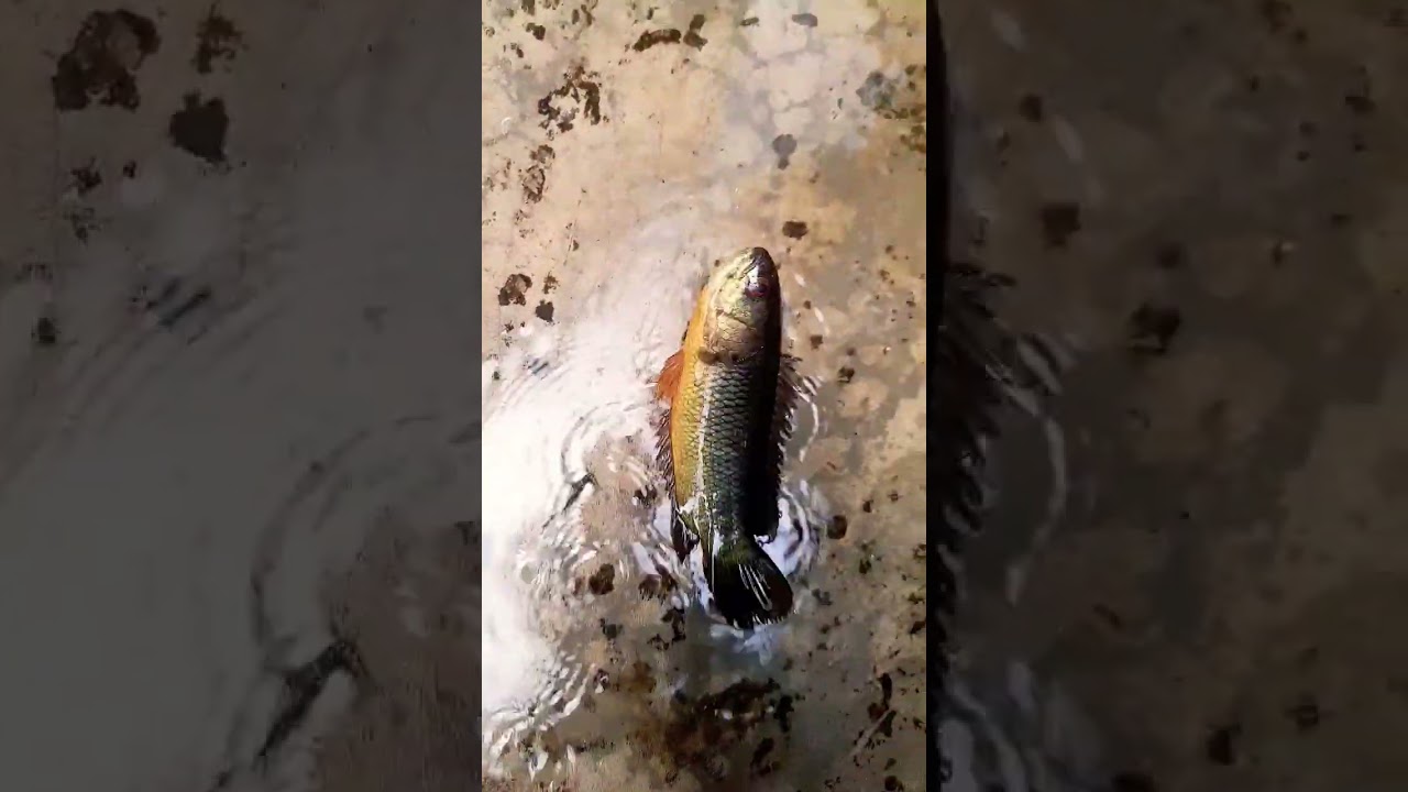 Climbing Perch 