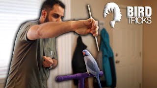 Watch What Happens When This Indian Ringneck Parrot FAILS! | Allowing Failure in Parrot Training