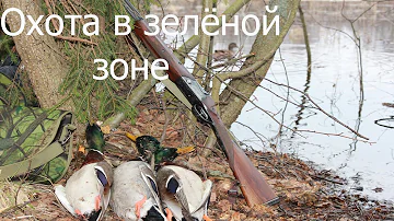 Охотникам хотят разрешить охоту в зелёных зонах и землях сельскохозяйственного назначения