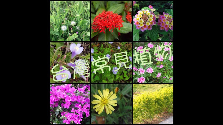 【芭樂的知識庫】《台灣常見植物》常常看見卻總是叫不出名字的植物~來認識一下吧！ - 天天要聞