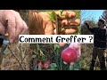 Comment greffer facilement les arbres fruitiers ? (mois par mois)