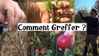 Comment greffer facilement les arbres fruitiers ? (mois par mois)