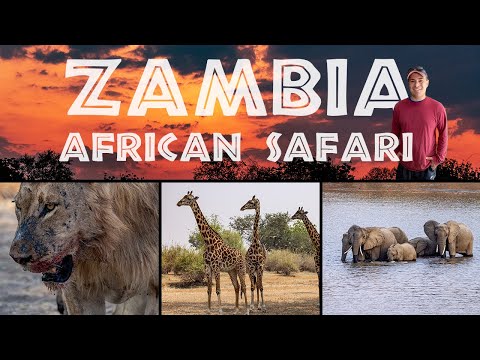 Video: Nacionalni park South Luangwa, Zambija: Potpuni vodič
