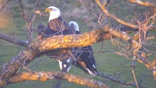 Decorah North Nest | Surprise, beautiful sub-adult(s) \& lots of chatter ~ 10-22-2018