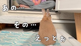 困ったうさぎ！この後、お母さんに助けを求めダッシュします！　No.1113