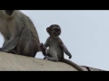 Adorable baby monkey playing