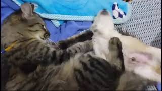 Funniest Animals 😂 Funniest Cats and Dogs April 2024 by Funny Pets 99 views 4 weeks ago 19 seconds