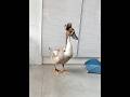 5.27 if you saw me, you would get good luck 🍀 #duck #adorably #lucky #animals
