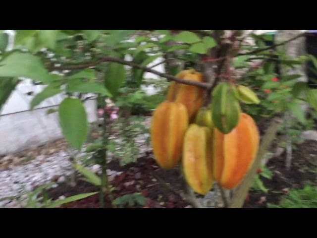Quanh nhà ở Mỹ iPad9E304: Cay Khe Lun Nhieu Trai (Star Fruits)/Cay An Trai o My