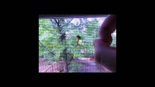 Stink Bugs (Sent Flying) With Ridiculous Sound Effects