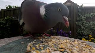 PIGEON on a SUNDIAL