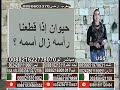 مسابقات مايسترو 26 2 2019 