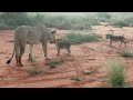 Lost lion cub returns to pride