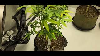 /162/ Platinum Kush Fourth Week of Flowering I.C.G.