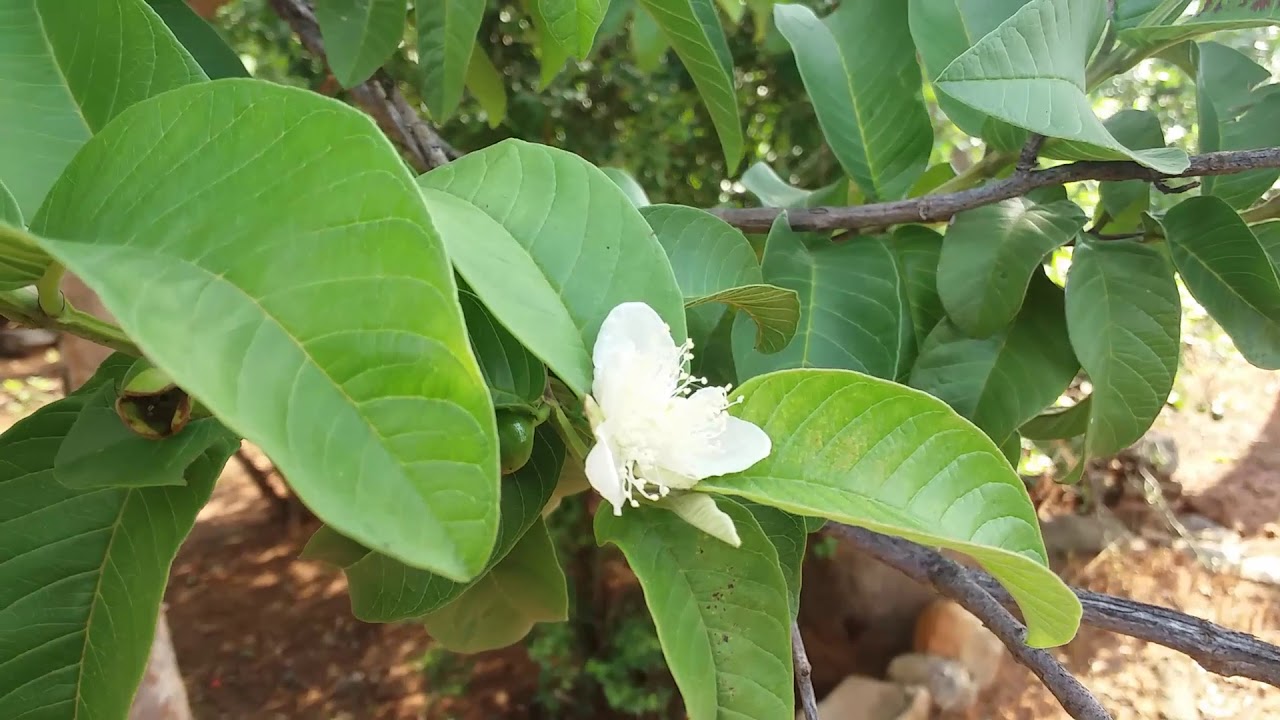 How to Guava Budding-Flowering-Fruiting-Modern Technology - YouTube