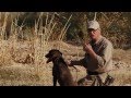 Teaching a Labrador Retriever Part 3 Teaching a Labrador Retriever Part 3