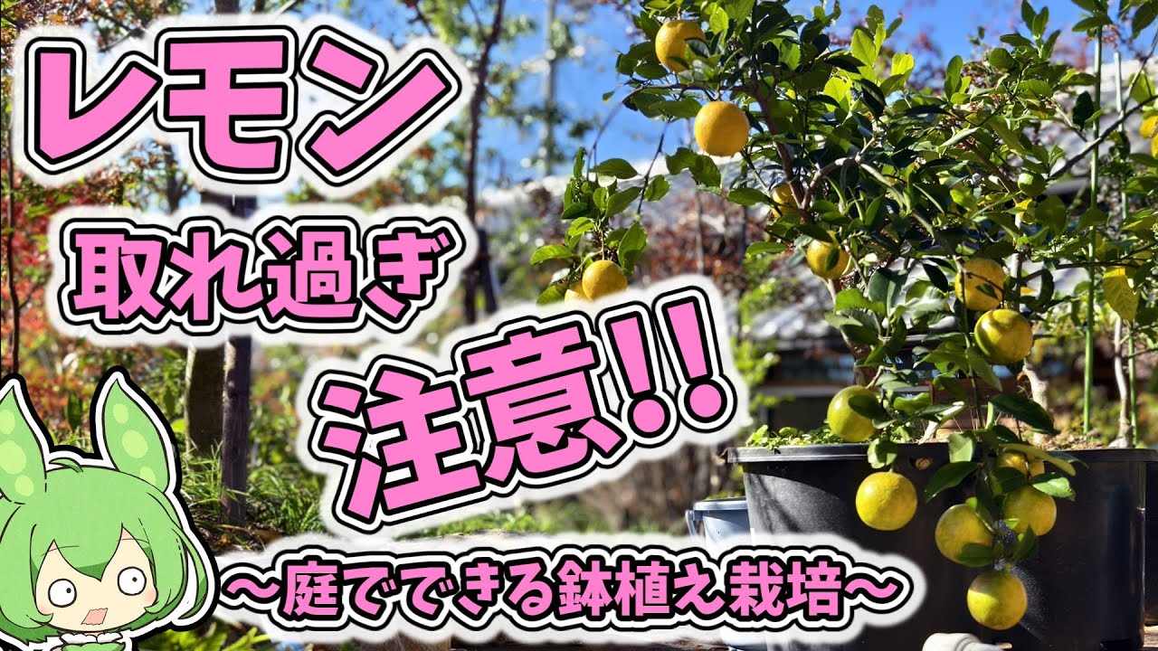 Be careful not to pick too much! Potted lemons. Harvest quickly