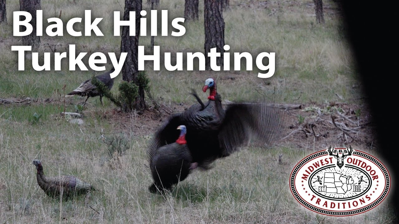Black Hills Turkey Hunting In South Dakota Double Down At Sunrise black-hills-turkey-hunting-in-south-dakota-double-down-at-sunrise