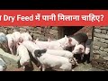 Pig Farm पर Piglets को Dry Feed कैसे खिलाएं? piglets feeding on dry feed