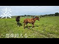 【第1グループ】　サラブレッドの高い頭脳に驚かされます☘️☘️