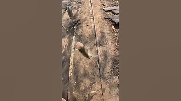 CÂU CÁ MÈ VINH, CÁ DẢNH SÔNG Ở CẦN THƠ - DÍNH CÁ BỰ #fishing #cantho #caucasong #caucathiennhien