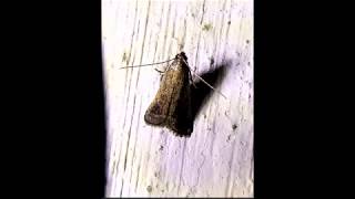 Isauria dilucidella is a species of moth in the family Pyralidae.