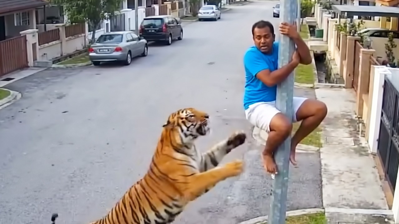 When Wildlife Gets Uncomfortably Close 😱 – Video