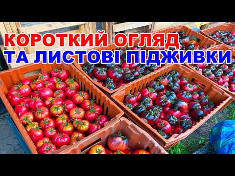 What I spray on my tomatoes? Greenhouse tomatoes