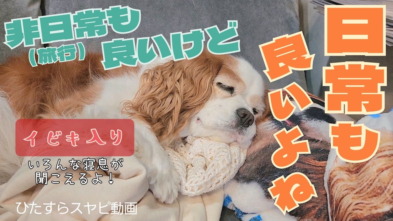 非日常（旅行）もいいけど、いつもの日常も良いんだよね～と言わんばかりにこむぎさんがスヤピしているただただ癒し動画！！（こむぎさんのいろんなイビキが聞けるよ！）