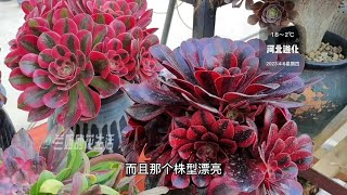 今年法师锦太便宜了，一个月兰姐入手了哪些法师锦