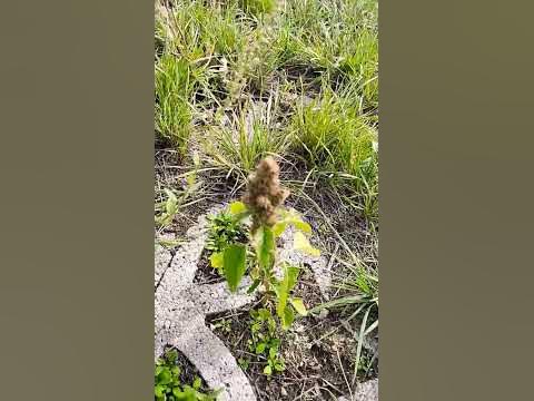 Амарант(ширица)для суставов,лечит анемию,кожаные заболевание#аморант ...