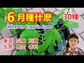 6月種什麼，30多個品種，葉菜類，茄果類，瓜類，根莖類，豆類，香料類 What to Grow in June