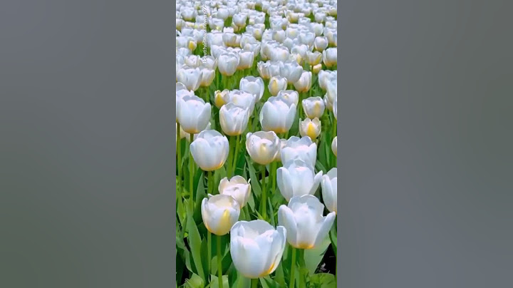 Beautiful tulip flower garden tour #flowers