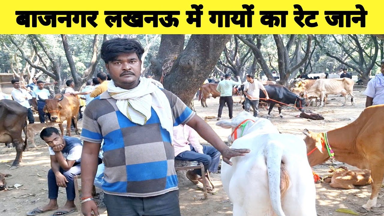 देखिए बाजनगर लखनऊ में गायों की खरीद फरोख्त || bajnagar pashu bajar | cow for sale