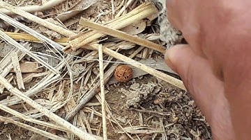 Xenodermus is a genus of caenophidian snakes. It is a monotypic genus, containing only Xenodermus ja