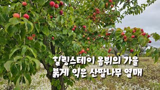 힐링스테이 옴뷔의 가을_산딸나무 열매가 익었습니다. ㅣ 2025.10.8.(수) #힐링스테이옴뷔 #산딸나무열매 #자연명상 #오대산자연명상마을 #가을 #강원도평창