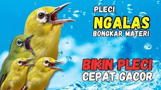 Terapi Pleci Bahan Agar Cepat Bunyi, Pleci Ribut Bikin Cepat Bunyi