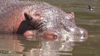Bain ludique des hippopotames - Zoo de la Barben (Bouches du Rhône) France